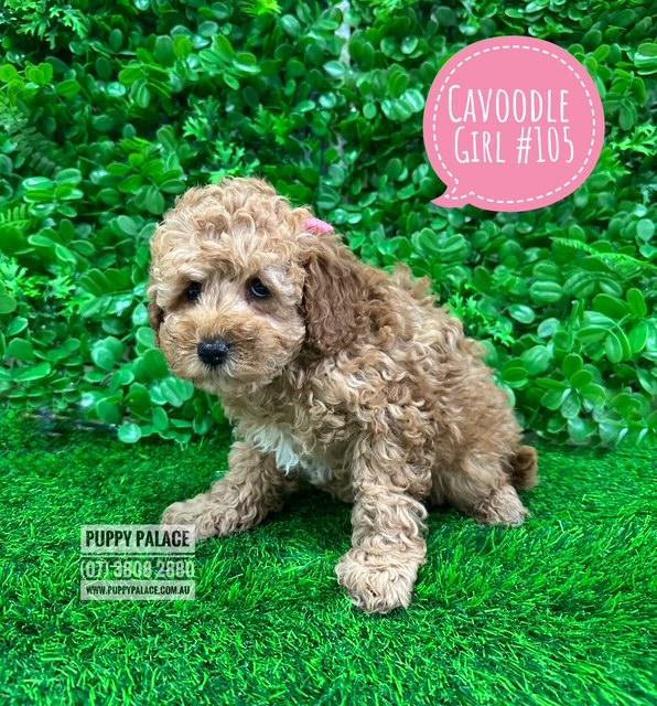 $2595 – Cavoodle / Cavapoo (Poodle X Ruby Cavalier) – Girl. I am in store at Puppy Palace Pet shop, Loganholme