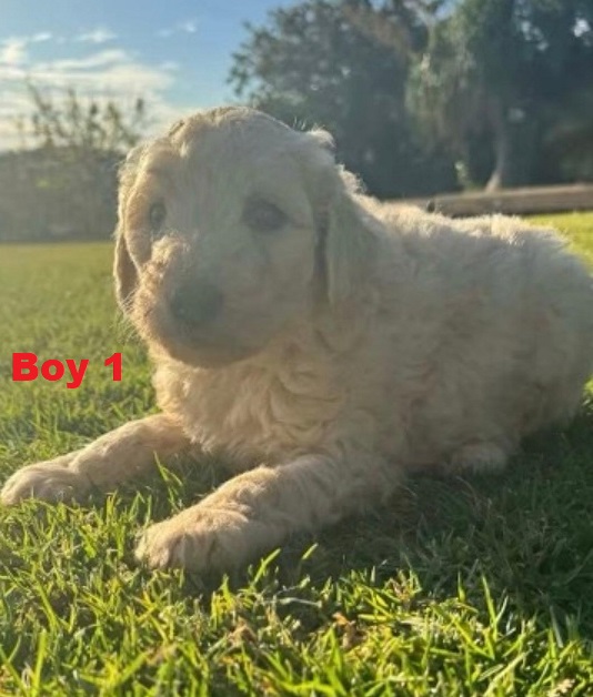 Labradoodle Puppies – Boy. I am arriving into store & Available to go home on 4 September