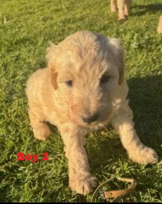 Labradoodle Puppies – Boy. I am arriving into store & available to go home on 4 September