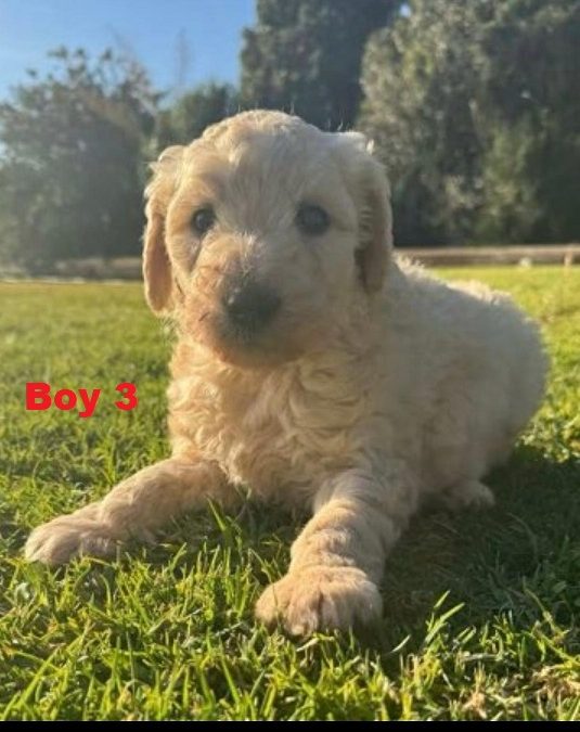 Labradoodle Puppies – Boy. I am arriving into store & Available to go home on 4 September