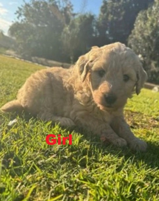 Labradoodle Puppies – Girl. I am arriving into store & Available to go home on 4 September