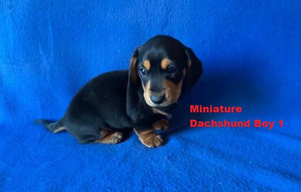 Miniature Dachshund – Boy. I am arriving into store at Puppy Palace Pet shop, Loganholme & Available to go home on 21 August.