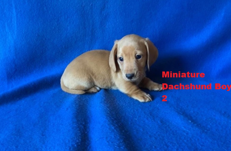 Miniature Dachshund – Cream Boy. I am arriving into store at Puppy Palace Pet shop, Loganholme & Available to go home on 21 August