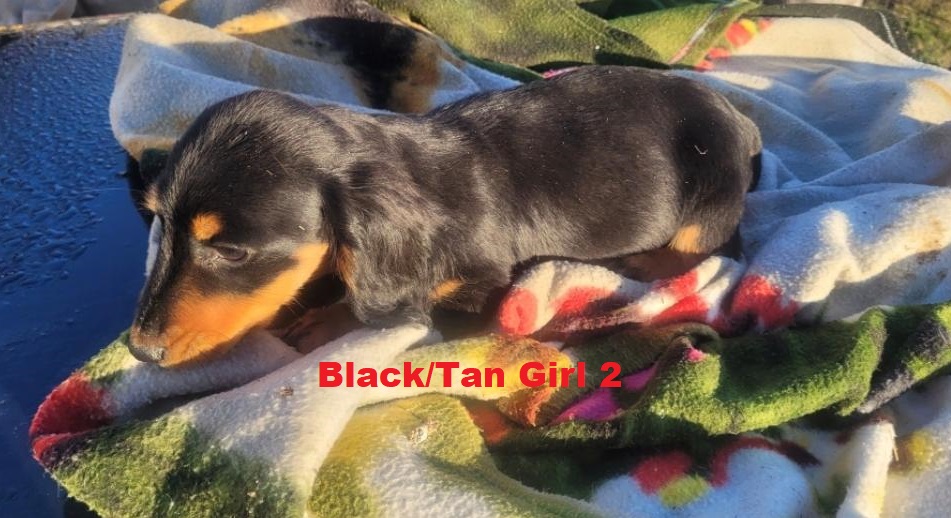 Miniature Dachshund – Black/Tan Girl. I am arriving into store at Puppy Palace Pet shop, Loganholme & Available to go home on 14 August.