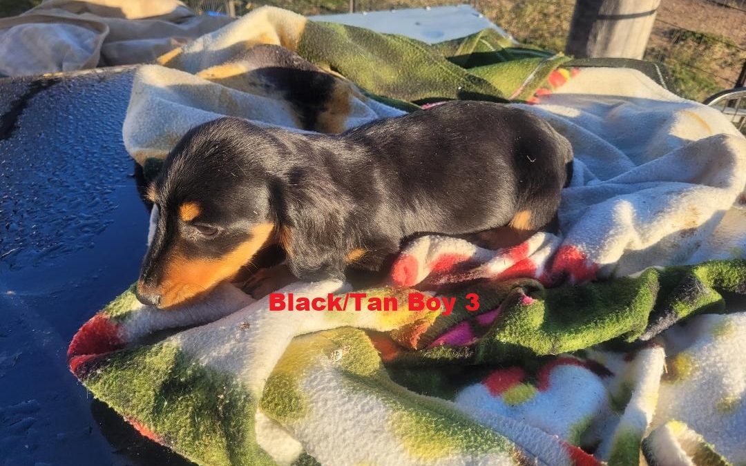 Miniature Dachshund – Black/Tan Boy. I am arriving into store at Puppy Palace Pet shop, Loganholme & Available to go home on 14 August
