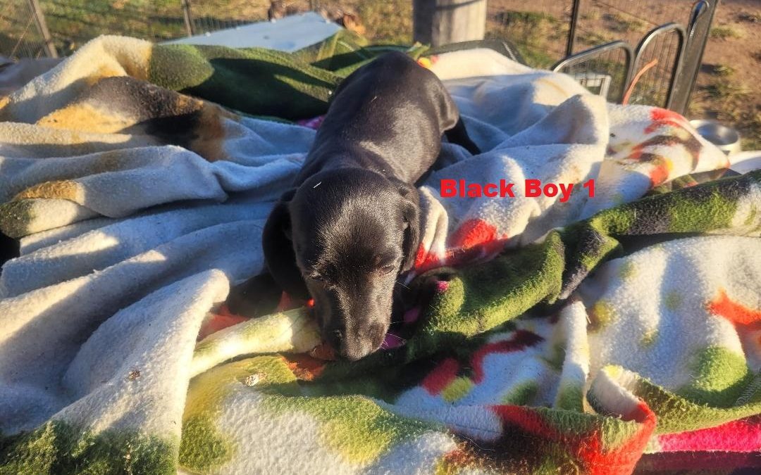 Miniature Dachshund – Black Boy. I am arriving into store at Puppy Palace Pet shop, Loganholme & Available to go home on 14 August