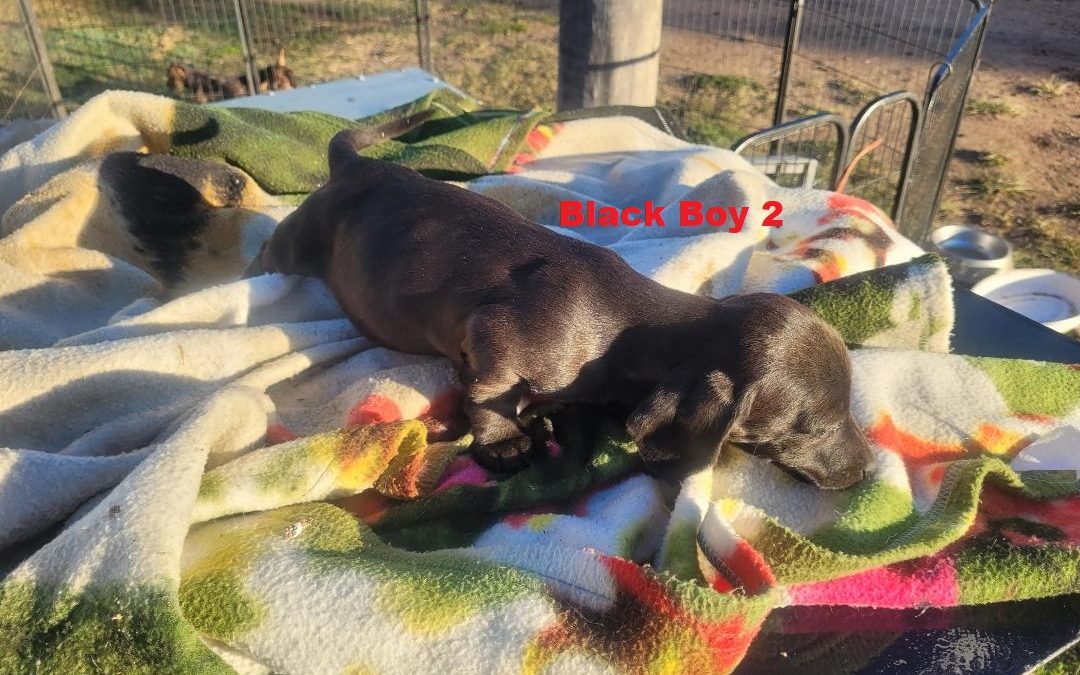 Miniature Dachshund – Black Boy. I am arriving into store at Puppy Palace Pet shop, Loganholme & Available to go home on 14 August
