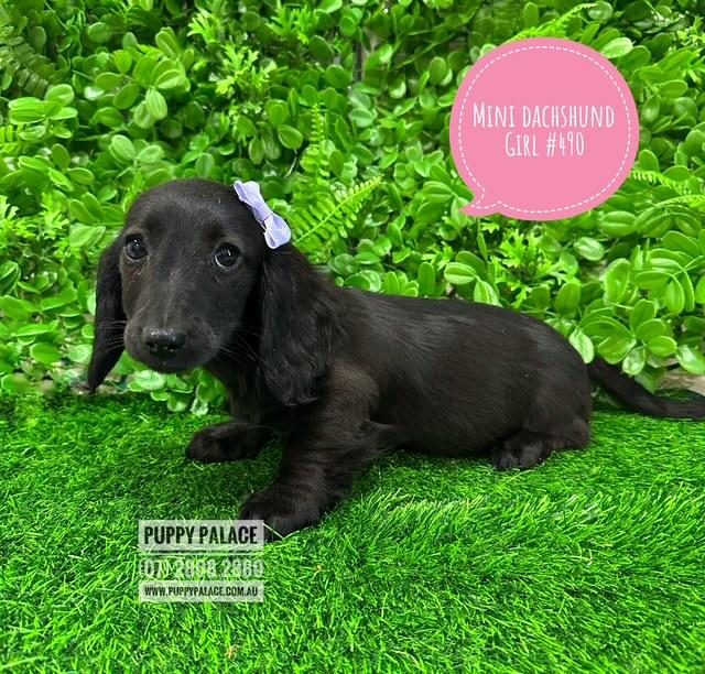 $2295 – Miniature Dachshund – Rare Black Girl. I am in store at Puppy Palace Pet shop, Loganholme.
