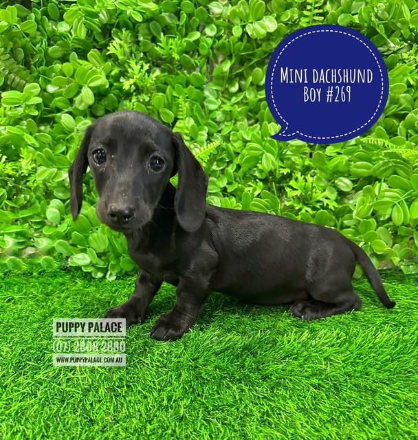 $2295 – Miniature Dachshund – Rare Black Boy. I am in store at Puppy Palace Pet shop, Loganholme.