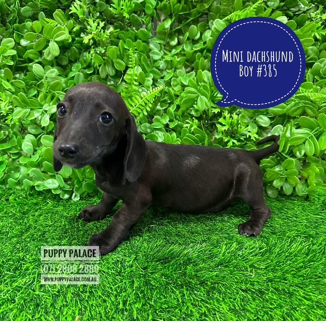 $2295 – Miniature Dachshund – Rare Black Boy. I am in store at Puppy Palace Pet shop, Loganholme