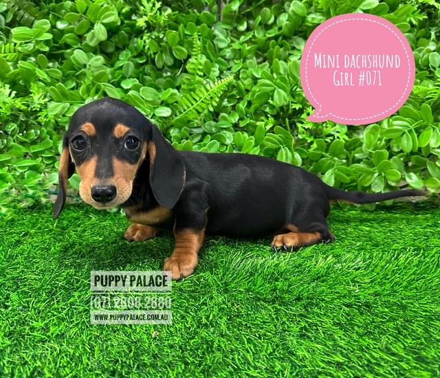Miniature Dachshund – Black/Tan Girl. I am in store at Puppy Palace Pet shop, Loganholme.