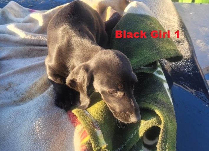 Miniature Dachshund – Black Girl. I am arriving into store at Puppy Palace Pet shop, Loganholme & Available to go home on 14 August