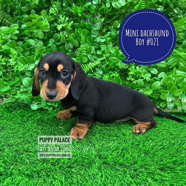 $1995 – Miniature Dachshund – Black/Tan Boy. I am in store at Puppy Palace Pet shop, Loganholme