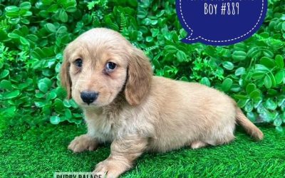 $2495 – Miniature Dachshund – Cream Long Haired Boy. Private Sale. Call the mobile number below to view him. He also comes with his Puppy Pen, Lino, Toys, Bedding, Pee Mat Holder, Shampoo etc. 