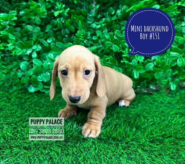 $2495 – Miniature Dachshund – Rare Cream Boy. I am in store at Puppy Palace Pet shop, Loganholme