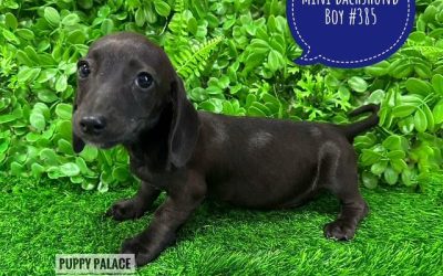 $2295 – Miniature Dachshund – Black Boy. I am in store at Puppy Palace Pet shop, Loganholme.