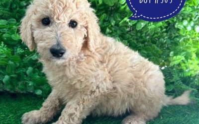 $1895 – Labradoodle Puppies – Boy. I am in store now at Puppy Palace Pet Shop, Loganholme.