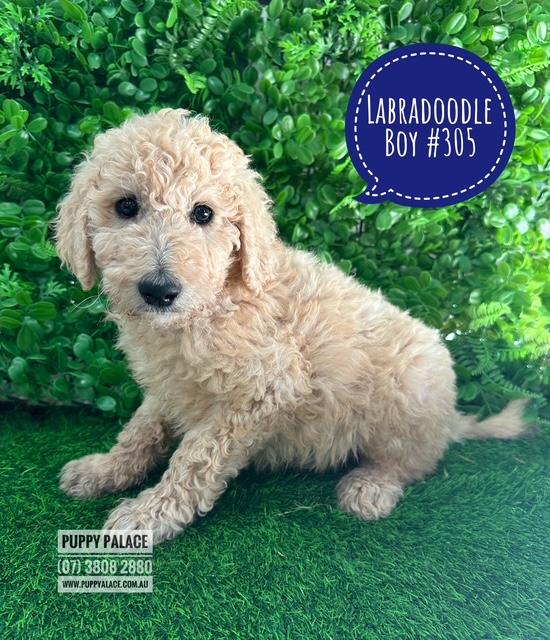 $1895 – Labradoodle Puppies – Boy. I am in store now at Puppy Palace Pet Shop, Loganholme.