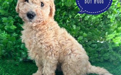 $1895 – Labradoodle Puppies – Boy. I am in store now at Puppy Palace Pet Shop, Loganholme.