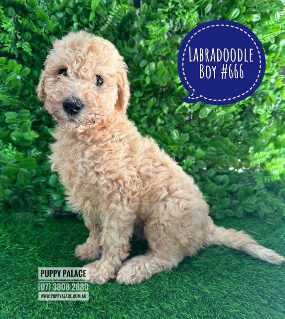 $1895 – Labradoodle Puppies – Boy. I am in store now at Puppy Palace Pet Shop, Loganholme.