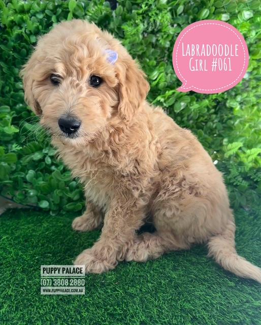 $1895 – Labradoodle Puppies – Girl. I am in store now at Puppy Palace Pet Shop, Loganholme.