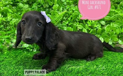 $2295 – Miniature Dachshund – Black Girl. I am in store at Puppy Palace Pet shop, Loganholme.