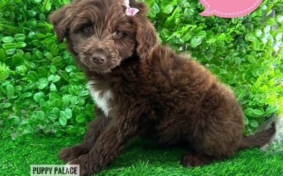 $1795 – Bordoodle (Border Collie X Poodle) Puppies – Girl. At Puppy Palace Pet Shop, Loganholme