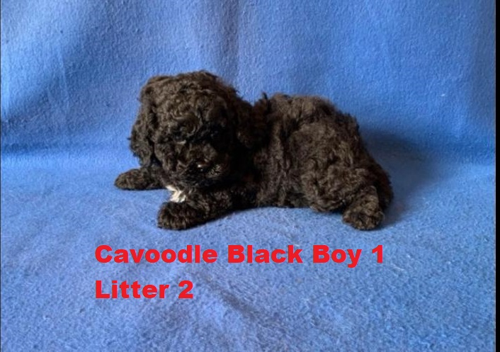 Toy Cavoodle  Puppies – Black Boy 1 – Litter 2.  I am arriving into store and available to go home on the 25 September.  I WILL BE IN STORE AT 64 Burchill St, Loganholme, Qld.