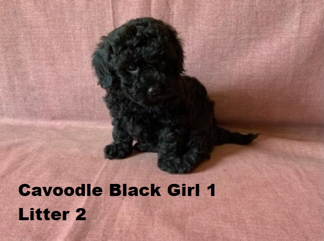 Toy Cavoodle  Puppies – Black Girl 1 – Litter 2.  I am arriving into store and available to go home on the 25 September.  I WILL BE IN STORE AT 64 Burchill St, Loganholme, Qld.