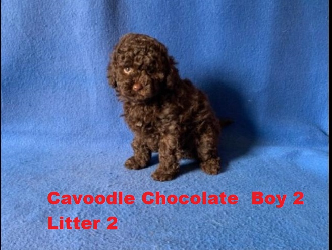 Toy Cavoodle  Puppies – Chocolate Boy 2 – Litter 2.  I am arriving into store and available to go home on the 25 September.  I WILL BE IN STORE AT 64 Burchill St, Loganholme, Qld.