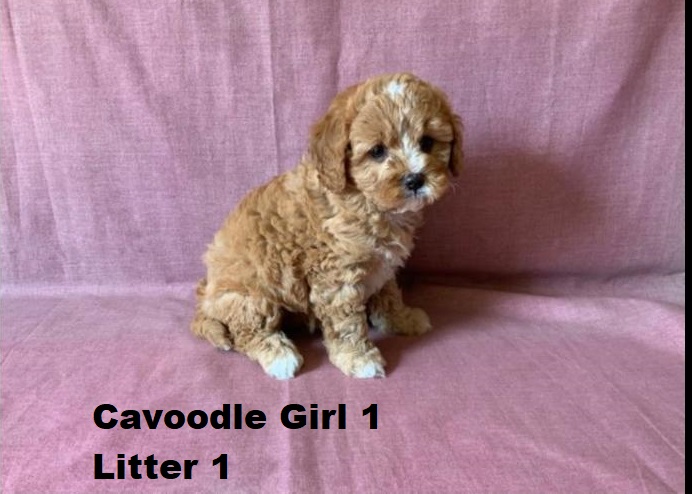 Toy Cavoodle Puppies – Gold Girl 1 – Litter 1. I am arriving into store and available to go home on the 25 September. I WILL BE IN STORE AT 64 Burchill St, Loganholme, Qld.
