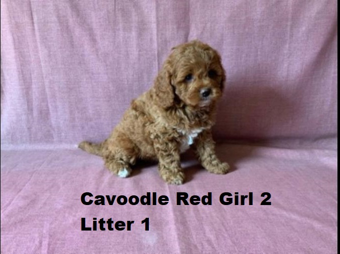 Toy Cavoodle Puppies – Ruby Girl 2 – Litter 1. I am arriving into store and available to go home on the 25 September. I WILL BE IN STORE AT 64 Burchill St, Loganholme, Qld.
