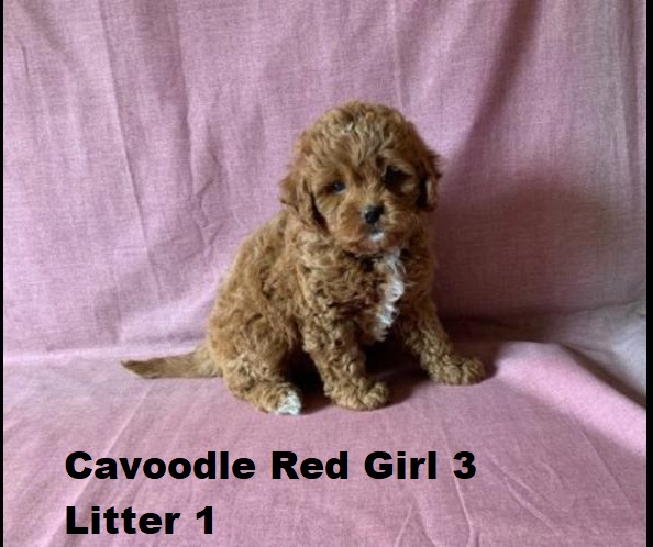 Toy Cavoodle Puppies – Ruby Girl 3 – Litter 1. I am arriving into store and available to go home on the 25 September. I WILL BE IN STORE AT 64 Burchill St, Loganholme, Qld.