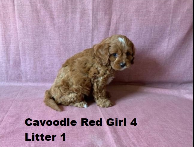 Toy Cavoodle Puppies – Ruby Girl 4 – Litter 1. I am arriving into store and available to go home on the 25 September. I WILL BE IN STORE AT 64 Burchill St, Loganholme, Qld.