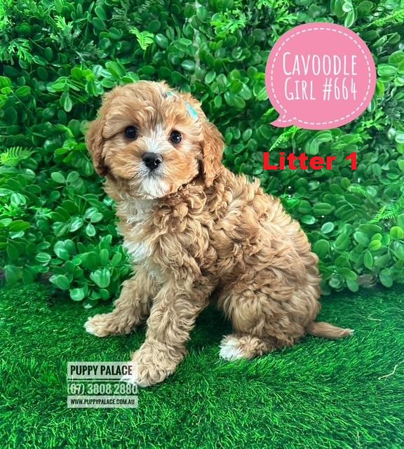 $2695 – Toy Cavoodle (Cavalier X Toy Poodle)  Puppies – Girl Litter 1.   I am at our Puppy Palace Pet shop, Loganholme Store & available to go home now.