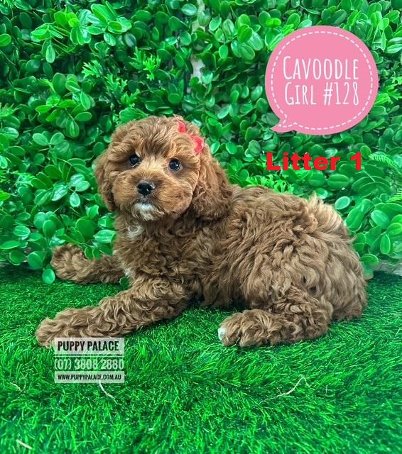 Toy Cavoodle (Cavalier X Toy Poodle) Puppies – Girl Litter 1. I am now in store at 64 Burchill St, Loganholme & available to go home.