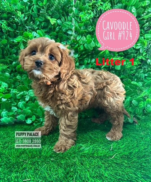 Toy Cavoodle (Cavalier X Toy Poodle) Puppies – Girl Litter 1. I am now in store at 64 Burchill St, Loganholme & available to go home.