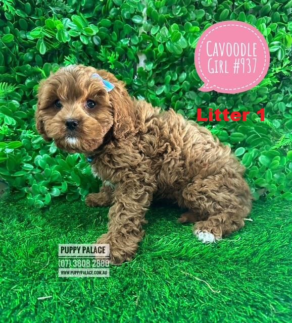 $2695 – Toy Cavoodle (Cavalier X Toy Poodle)  Puppies – Girl Litter 1.  I am at our Puppy Palace Pet shop, Loganholme Store & available to go home now.