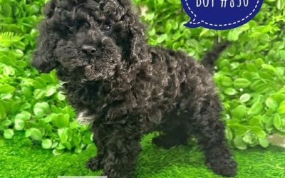 $2095 – Toy Cavoodle (Cavoodle X Toy Poodle)  Puppies – Black Boy –  Litter 2.   I am at our Puppy Palace Pet shop, Loganholme Store & available to go home now.