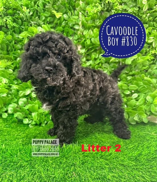 $2495 – Toy Cavoodle (Cavoodle X Toy Poodle)  Puppies – Black Boy –  Litter 2.   I am at our Puppy Palace Pet shop, Loganholme Store & available to go home now.