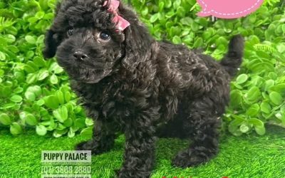 $2095 – Toy Cavoodle (Cavoodle X Toy Poodle)  Puppies – Black Girl Litter 2.  I am at our Puppy Palace Pet shop, Loganholme Store & available to go home now.