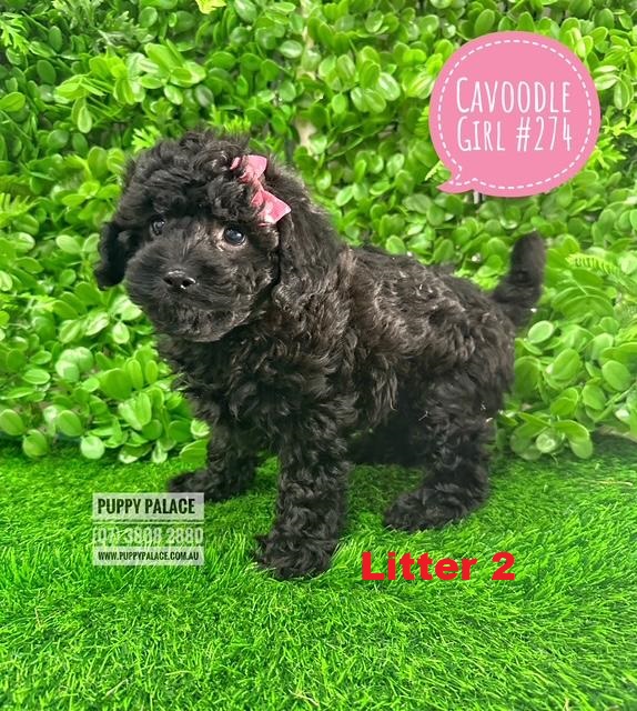 $2495 – Toy Cavoodle (Cavoodle X Toy Poodle)  Puppies – Black Girl Litter 2.  I am at our Puppy Palace Pet shop, Loganholme Store & available to go home now.