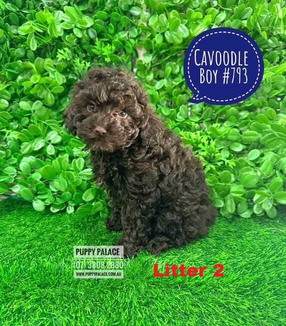 Toy Cavoodle (Cavoodle X Toy Poodle) Puppies – Chocolate Boy – Litter 2. I am now in store at 64 Burchill St, Loganholme & available to go home.