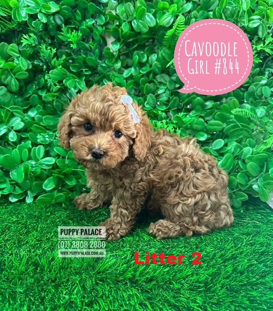 Toy Cavoodle (Cavoodle X Toy Poodle) Puppies – Ruby Girl – Litter 2. I am now in store at 64 Burchill St, Loganholme & available to go home.