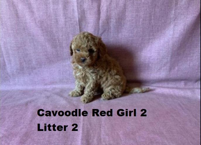 Toy Cavoodle  Puppies – Ruby Girl 2 – Litter 2.  I am arriving into store and available to go home on the 25 September.  I WILL BE IN STORE AT 64 Burchill St, Loganholme, Qld.