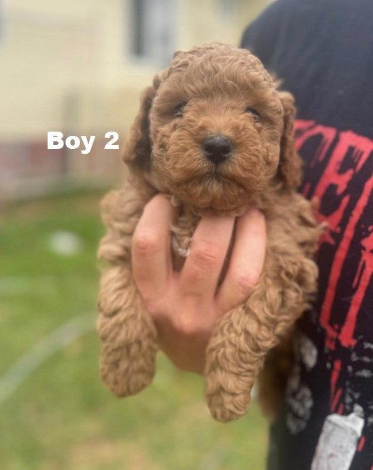 Mini Poodle Puppies – Boy.  I am arriving into store and available to go home on the 18 September.  I WILL BE IN STORE AT 64 Burchill St, Loganholme, Qld