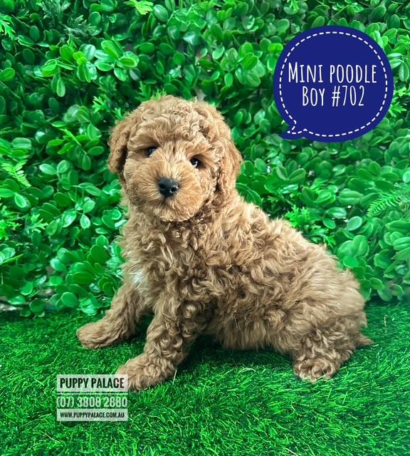 $2295 – Mini Poodle Puppies – Red Boy.  I HAVE ALSO HAD MY 2nd VACCINATION – VALUE $100.  I am at our Puppy Palace Pet shop, Loganholme Store & available to go home now.