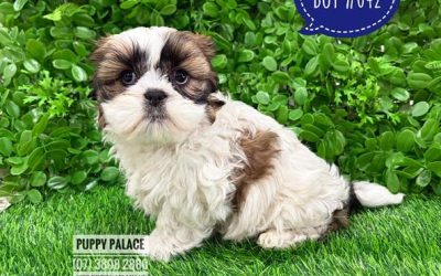 $2195 – Maltzu  (Shih Tzu X Maltese)  – Boy.  I am at our Puppy Palace Pet shop, Loganholme Store & available to go home now.