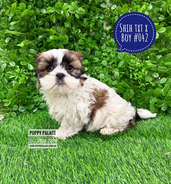 $2295 – Maltzu (Shih Tzu X Maltese) – Boy. I am at our Puppy Palace Pet shop, Loganholme Store & available to go home now.