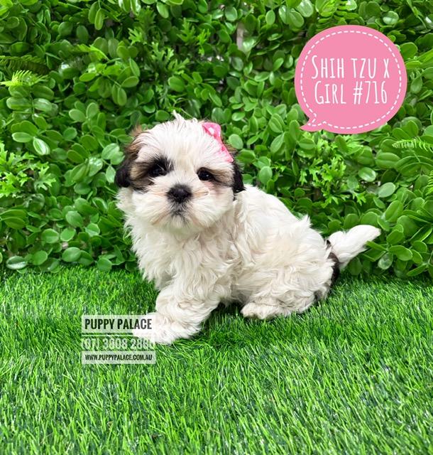 Maltzu  (Shih Tzu X Maltese)  – Girl.  I am at our Puppy Palace Pet shop, Loganholme Store & available to go home now.